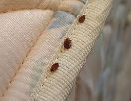  Signs Of Bed Bugs